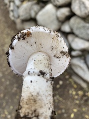 Amanita ocreata