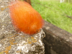 Megalopyge albicollis