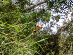 Micrathena digitata