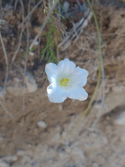 Nierembergia rigida