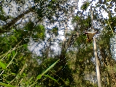 Micrathena digitata