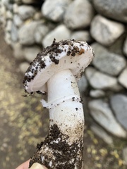 Amanita ocreata
