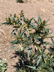 Xanthium spinosum