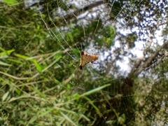 Micrathena digitata