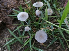Setulosi