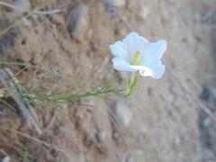 Nierembergia rigida