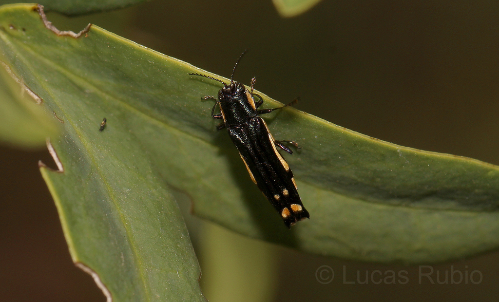 Agrilus chrysostictus