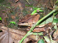 Leptodactylus mystaceus