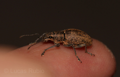Naupactus versatilis