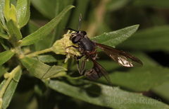 Sphiximorpha barbipes