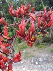 Phormium tenax