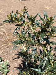 Xanthium spinosum