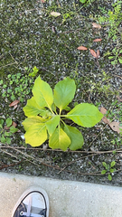 Verbesina virginica