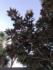 Magnolia