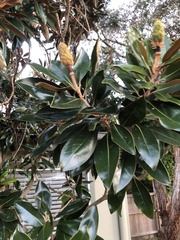 Magnolia