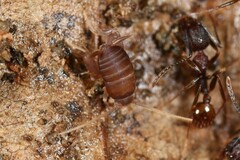 Myrmecophilus pergandei