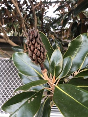 Magnolia