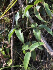Clematis meyeniana