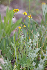 Senecio crassulus