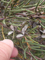 Hakea microcarpa