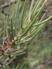 Hakea microcarpa