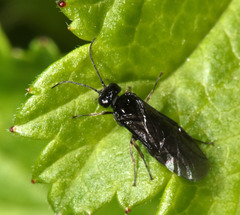 Periclista