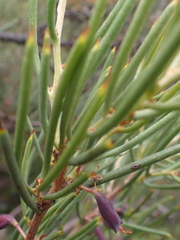 Hakea microcarpa