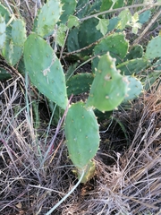 Cactaceae