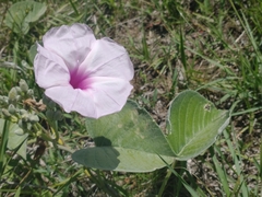 Ipomoea hieronymi