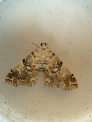 Elophila faulalis