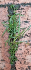 Poa annua