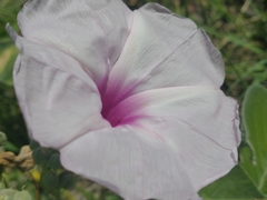 Ipomoea hieronymi