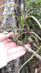 Tillandsia balbisiana