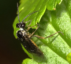 Periclista