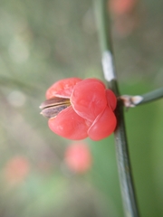 Ephedra triandra