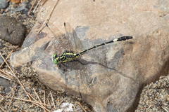 Austrogomphus amphiclitus