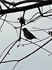 Setophaga coronata
