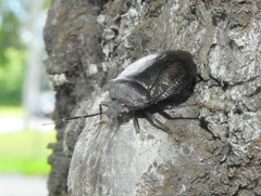 Antiteuchus