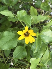 Helianthus debilis