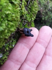 Helvella lacunosa