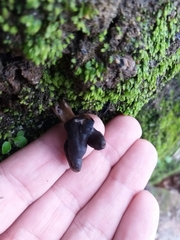 Helvella lacunosa