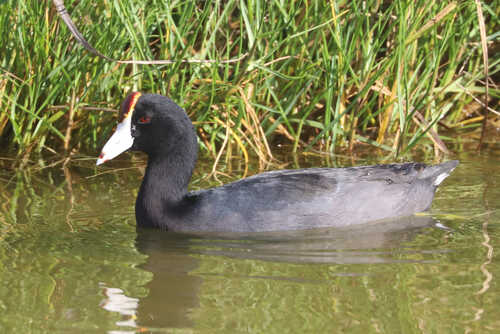 Hawaiian Coot