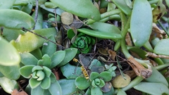 Sedum glabrum