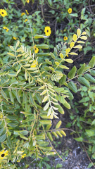 Sophora tomentosa