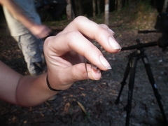 Loxopholis guianense