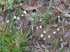 Actinotus minor