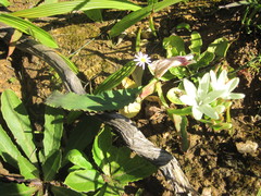 Codonorhiza fastigiata