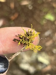 Teloschistes flavicans