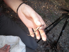 Loxopholis guianense