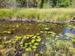 Nuphar variegata